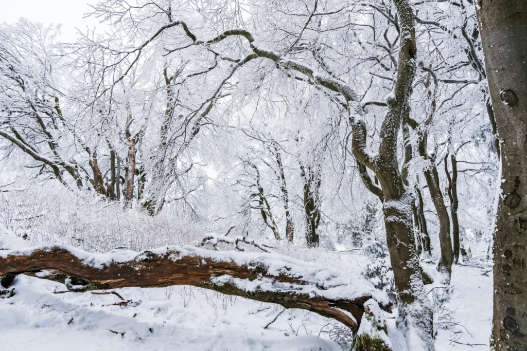partytent huren in de winter